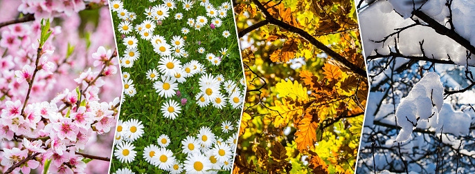 Four season collage with natural themes - flowers and trees. All used photos belong to me.