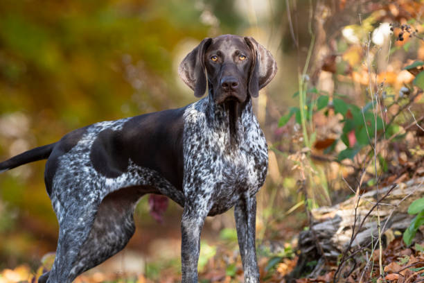 The German Shorthaired Pointer Stock Photo - Download Image Now - German  Short-Haired Pointer, Hunting Dog, Pointer - Dog - iStock