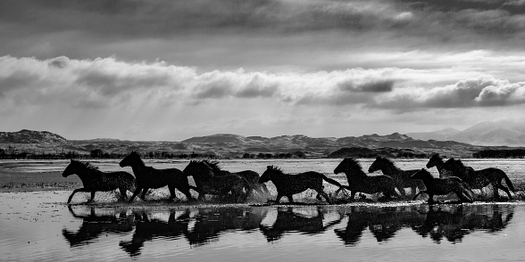 Group of horses are running on a lake . Snowy mountains are seen in the background. The sky is cloudy. The horses are in the water.