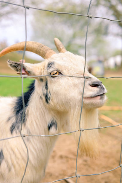 istock A goat looking through a fence at a farm. 1317437374
