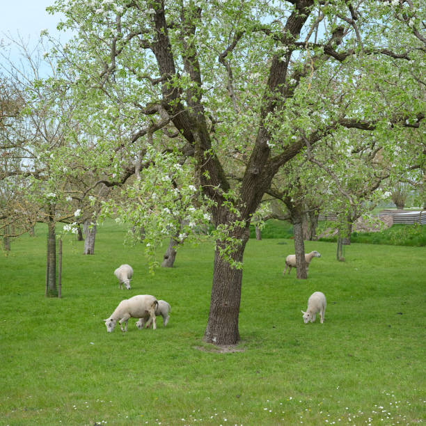 istock sheep and lambs in spring orchard under blue sky 1317437492
