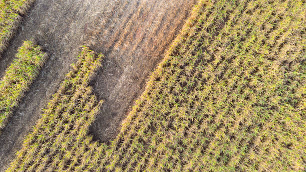 istock Aerial view of a sugarcane field 1317437751