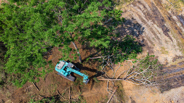 istock The top view of the deforestation. 1317438367