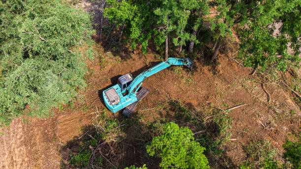 istock The top view of the deforestation. 1317438499