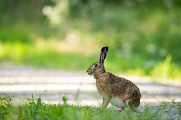 istock A European hare on a small road in the forest 1317438906