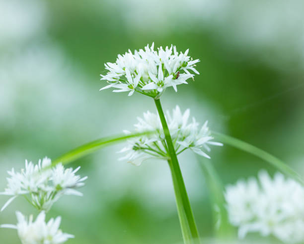 i fiori di aglio selvatico - herbal medicine nature ramson garlic foto e immagini stock