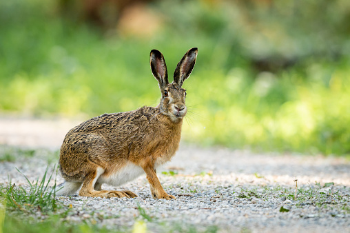 A European hare sitting on a small road in the forest, sunny day in springtime, Vienna (Austria)