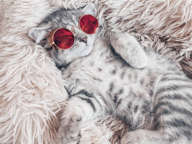 istock Cute Scottish cat, three month old kitten 1317439738