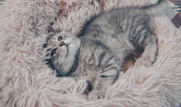 istock Cute Scottish cat, three month old kitten 1317439801