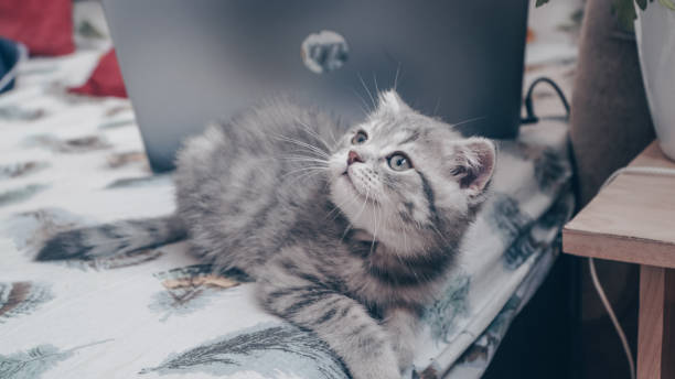 istock Cute Scottish cat, three month old kitten 1317439860