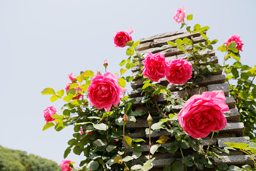 Red roses adorn a turquoise window frame on an adobe structure in old town Albuquerque New Mexico.