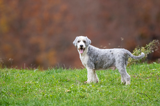 Cute purebred dog bearded collie with a short coat is smiling and waiting his owner to come and play.