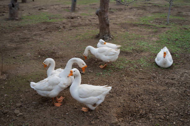 istock A flock of big white geese resting in the orchard 1317440992
