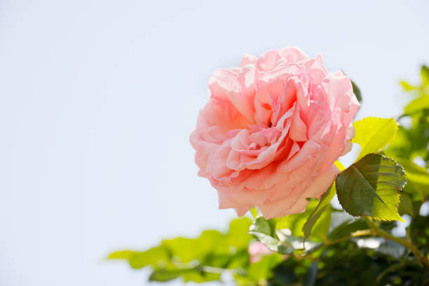 Fresh and colorful roses in full bloom