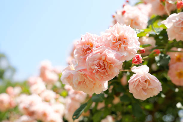 istock Fresh and colorful roses in full bloom 1317441124