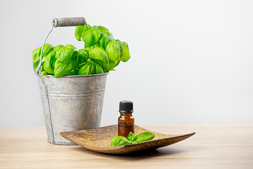 Potted basil( ocimum basilicum) in cute zinc bucket with brown basil essential oil bottle on wood plate. Lot of copy space on white background. Room for text.