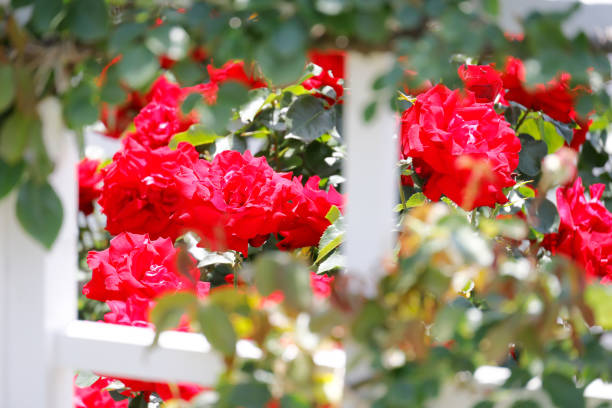 Fresh and colorful roses in full bloom