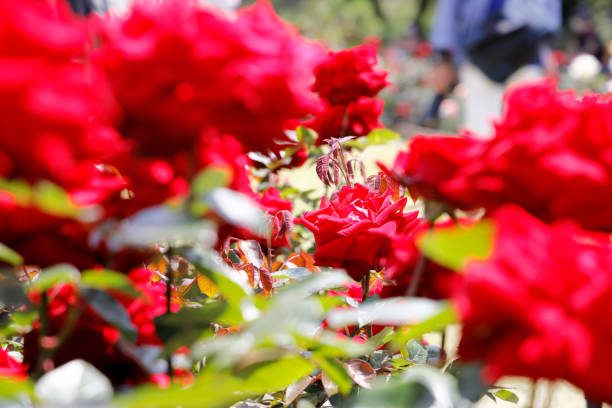 istock Fresh and colorful roses in full bloom 1317441572