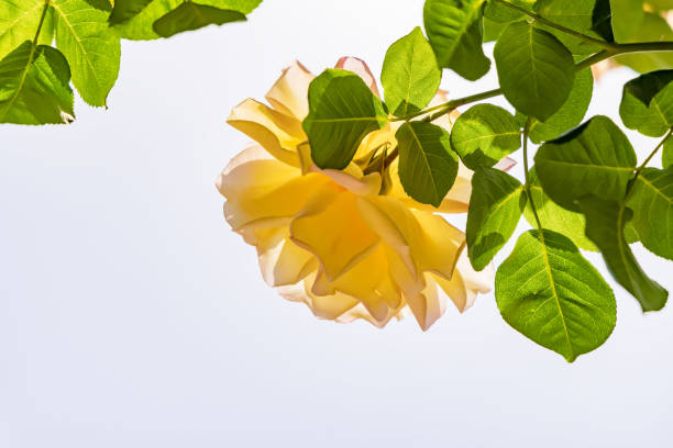 Fresh and colorful roses in full bloom
