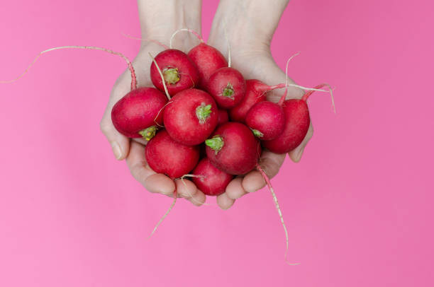 Woman hands holding a bunch of radish on a pink background.