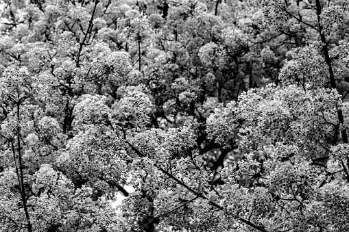Maple tree is blossoming in early spring in black and white - stock photography
