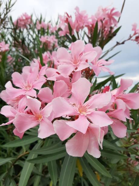 istock background beautiful pink flowers 1317444215