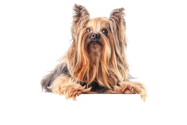 istock Yorkshire terrier, dog isolated on white background 1317444340