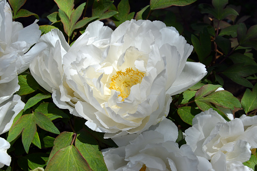 big white peony blossoms with yellow stamens in sunny day in the garden