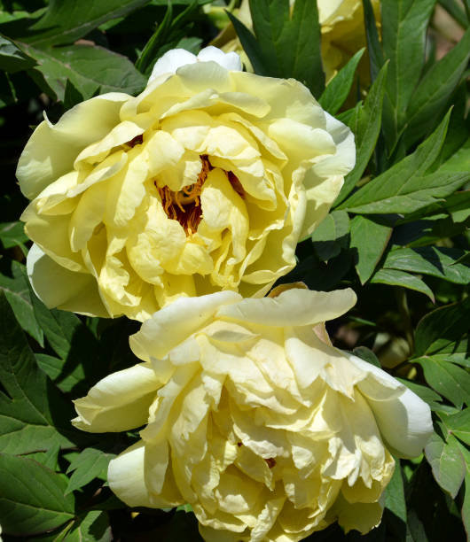 istock two yellow peony blossoms in garden 1317445722