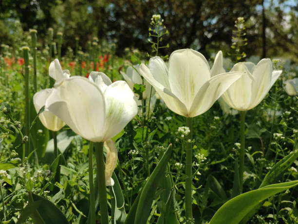white tulips blossoms in the bush in sunny spring day in the garden