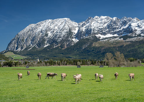 Cows in front of the Mountain Grimming, Bad Mitterndorf, Austrian Alps, Austria. Nikon Z7ii. Converted from RAW.