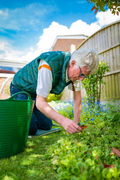 istock Senior man gardening in the sunshine 1317447232