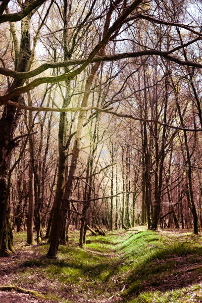 Ashdown Forest Ashdown Forest, East Sussex, England, UK, is the inspiration for the 'Winnie the Pooh' stories by AA Milne and is known as 'The Hundred Acre Wood' in the stories. ashdown forest photos stock pictures, royalty-free photos & images