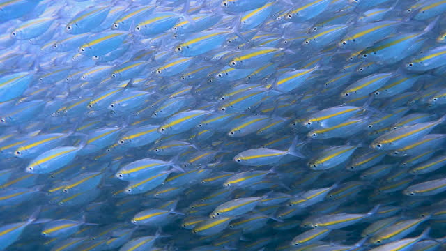 under water dive to exproling school of Yellow-stripe trevally fish