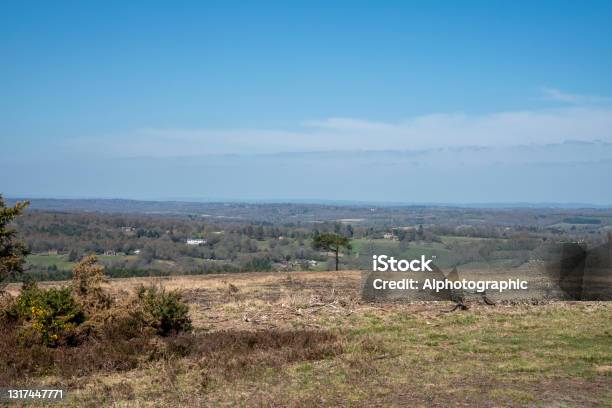 Ashdown Forest Stock Photo - Download Image Now - 2021, A.A. Milne, Animal