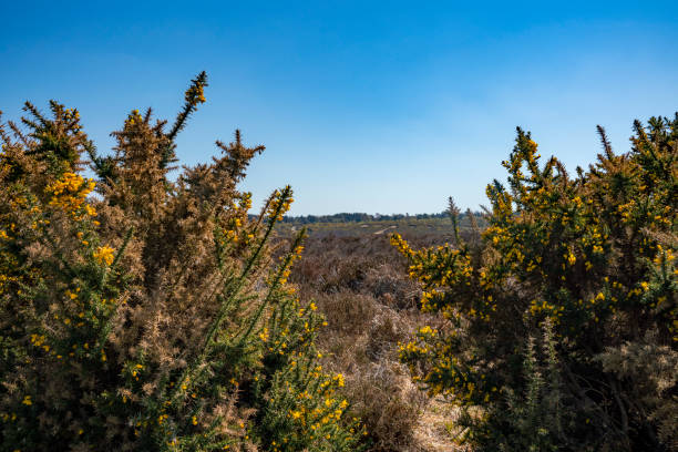 Ashdown Forest Ashdown Forest, East Sussex, England, UK, is the inspiration for the 'Winnie the Pooh' stories by AA Milne and is known as 'The Hundred Acre Wood' in the stories. a.a. milne stock pictures, royalty-free photos & images