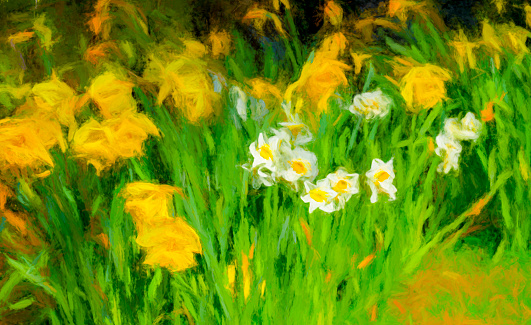 Daffodils and Narcissus on a sunny spring day in England.  This image has been heavily post processed to give a painterly effect.