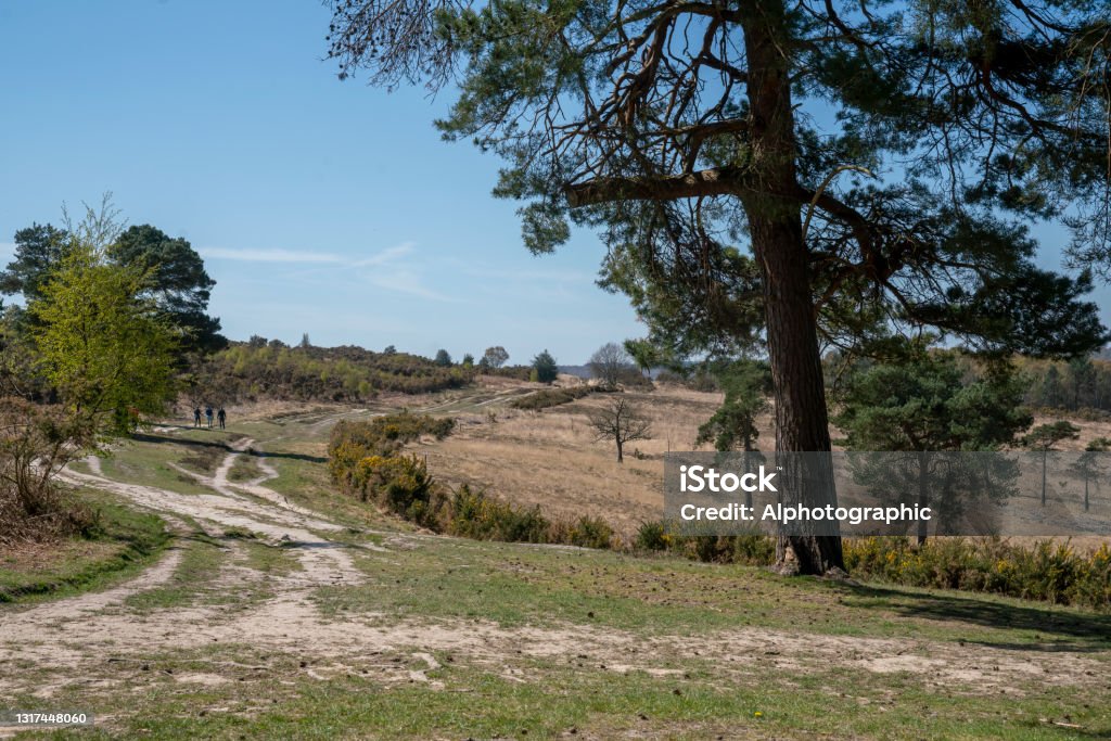 Ashdown Forest Ashdown Forest, East Sussex, England, UK, is the inspiration for the 'Winnie the Pooh' stories by AA Milne and is known as 'The Hundred Acre Wood' in the stories. 2021 Stock Photo
