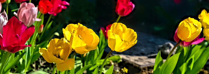 Different colored flowers in vase on the table. Colorful and beautiful fresh tulips. High quality photo