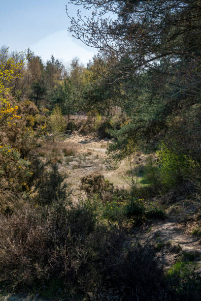 Ashdown Forest Ashdown Forest, East Sussex, England, UK, is the inspiration for the 'Winnie the Pooh' stories by AA Milne and is known as 'The Hundred Acre Wood' in the stories. christopher robin milne stock pictures, royalty-free photos & images