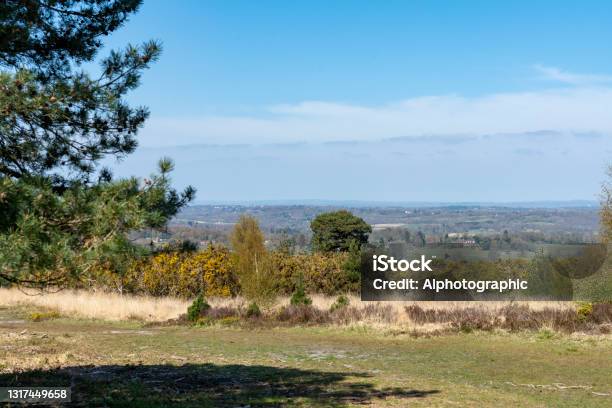 Ashdown Forest Stock Photo - Download Image Now - Ashdown Forest, East Sussex, 2021