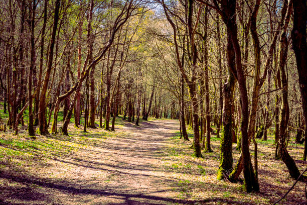 Ashdown Forest Ashdown Forest, East Sussex, England, UK, is the inspiration for the 'Winnie the Pooh' stories by AA Milne and is known as 'The Hundred Acre Wood' in the stories. christopher robin milne photos stock pictures, royalty-free photos & images