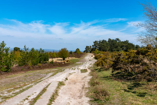 Ashdown Forest Ashdown Forest, East Sussex, England, UK, is the inspiration for the 'Winnie the Pooh' stories by AA Milne and is known as 'The Hundred Acre Wood' in the stories. ashdown forest photos stock pictures, royalty-free photos & images