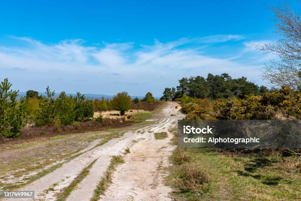 Ashdown Forest Stock Photo - Download Image Now - Ashdown Forest, East Sussex, A.A. Milne