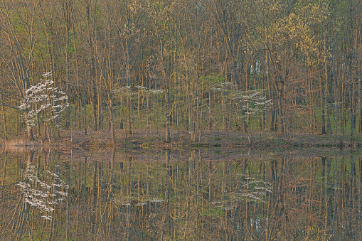 Spring landscape of the shoreline of Jackson Hole Lake with dogwoods and with mirrored reflections in calm water, Fort Custer State Park, Michigan, USA