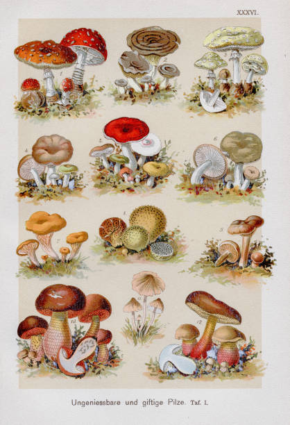 ungenießbare & giftige pilze chromolithographie 1899 - grüner knollenblätterpilz stock-grafiken, -clipart, -cartoons und -symbole
