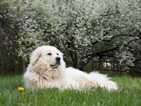 Photograph of a Great Pyrenees mountain dog laying in front of a flowering dogwood tree in the spring.