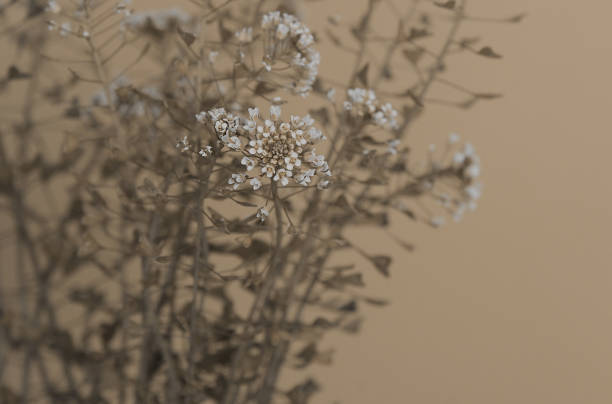 istock background with dry flowers 1317453803