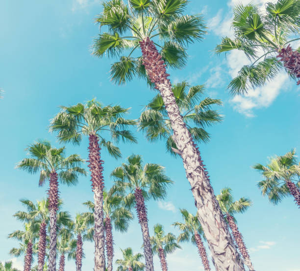 istock Palm trees in the city park. 1317454602
