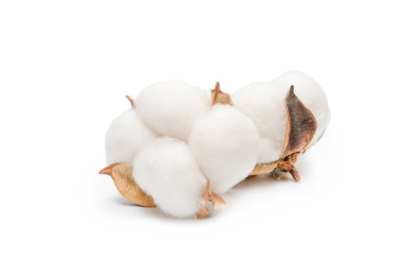 Cotton flower branch isolated on white background. Cotton flower branch isolated on white background. Top view. cotton flower stock pictures, royalty-free photos & images